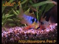 Reproduction de Ramirezi (jour 1)