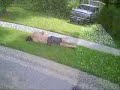 Slammed With a Water Balloon using a Big Sling Shot