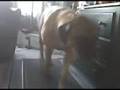 Ella on treadmill part 1