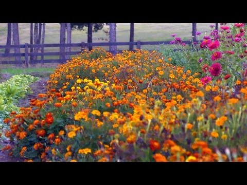 how to grow marigolds
