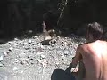 Sloth falls over