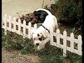 THE-AMERICAN-BULLDOG