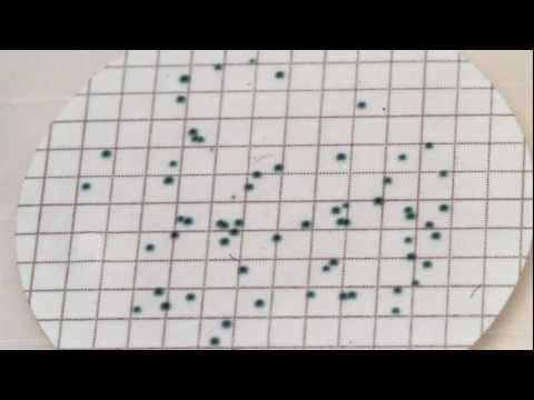 how to grow e coli in liquid media