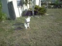 CHAPU CHAPU