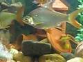 videos de aquarium fishes