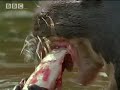 What really killed the sloth? Part 2 - Amazon Assassin - BBC wildlife What really killed the sloth? Part 2 - Amazon Assassin - BBC wildlife