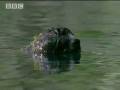 What really killed the sloth? Part 2 - Amazon Assassin - BBC wildlife