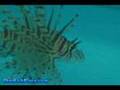 Volitan Lionfish -- That Fish Place Fish Species Profile