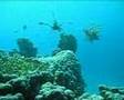 DIVING in MARSA ALAM Tauchen Red Sea