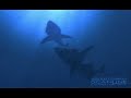 Megalodon