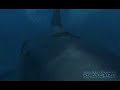 Megalodon