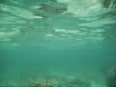 31 Aug: Squid while snorkeling off beach in Northern Okinawa, Japan