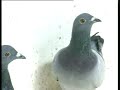 Nigel Laycock racing pigeons Simply The Best 2 Nigel Laycock racing pigeons Simply The Best 2