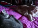 my cats sleeping