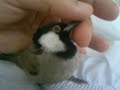 MrBufares - بلبول صعب المعجزه 7 bulbul