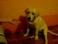 Pan Buchta dava pacinku Pan Buchta dava pacinku