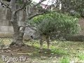 木の枝に頭から突っ込み逆さま猫 upside down cat lalao