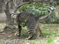 ??????????????? upside down cat Lalao ??????????????? upside down cat Lalao