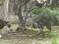 木の枝に頭から突っ込み逆さま猫 upside down cat lalao