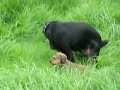 See Puppy Run