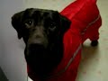 Cute Chocolate Labrador Dressed with Raincoat Cute Chocolate Labrador Dressed with Raincoat