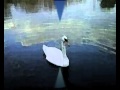Atlantik - Tisza partjan mandulafa viragzik.avi
