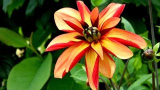 A Look at Chimeric Type Dahlia