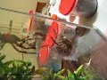Poecilotheria fasciata - female fighting :D Poecilotheria fasciata - female fighting :D