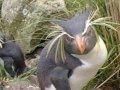 videos de animaux de l antartique