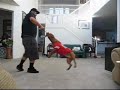 Pretty Smart Pitbull (house training) 1 1/2 years old
