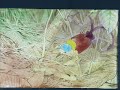 Fifth in a series of stop-motion painting clips by Carel Brest van Kempen. Wilson's Bird of Paradise is a small forest species endemic to Waigeo and Batanta, two islands just NW of New Guinea's Vogelkop peninsula. Original painting for sale at Howard/Mandville Gallery's Small Works Show www.howardmandville.com