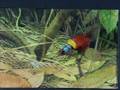 Time Lapse Painting Wilson's Bird of Paradise