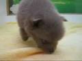 毛色がめずらしいポメちゃんです！