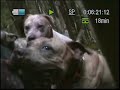 PIG HUNTING IN PARADISE 7 PIG HUNTING IN PARADISE 7