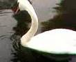 Swan