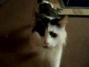Curious Cat