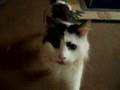 Curious Cat