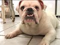 Vantagens da convivência entre cães e crianças
