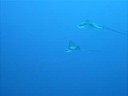 Kohki in Maldives 2008（マダラトビエイ）