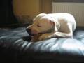 Dogo Argentino video