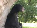 Sun Bear