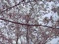 札幌市の観光スポットになっている北海道神宮。北海道ではエゾヤマザクラが多いですが、ここではそれだけでなく、ソメイヨシノも見られます。また、今年は梅も見頃で春が一気にやってきた感じです。 なお、できれば「高画質」バージョンで見てください。ちょっと綺麗に見ることができます。