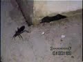 vespa parasitóide - aranha caranguejeira