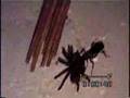 vespa parasitóide - aranha caranguejeira