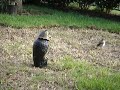 Mockingbird vs Garden Defense Owl Mockingbird vs Garden Defense Owl