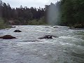 Big rapids on Nisqually Big rapids on Nisqually