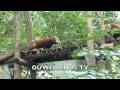 videos de Rode Panda's
