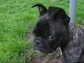 Unser Bullmops Spike Unser Bullmops Spike