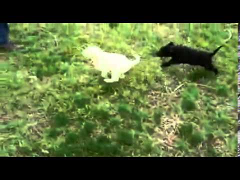 Beautiful Ivory White Labrador Retriver