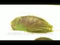V02209 Great Purple Hairstreak pupation time lapse